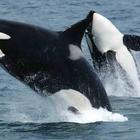 Orca Whales Wallpapers HD FREE icône