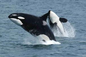 Orca Whales Wallpapers HD FREE plakat