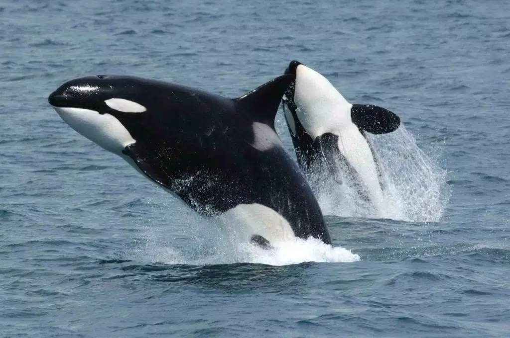 Download do APK de Orca Whales Wallpapers HD FREE para Android Download do APK de Orca Whales Wallpapers HD FREE para Android