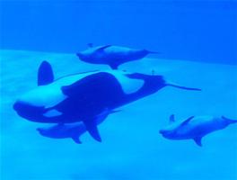 Orca Whales Wallpapers HD FREE captura de pantalla 1