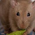 Pet Rats Wallpapers HD FREE