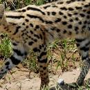 Savannah Cats Wallpapers FREE APK