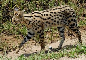 Savannah Cats Wallpapers FREE Affiche
