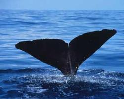 Sperm Whale Wallpapers HD FREE Affiche