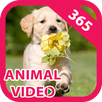 Animal Clip APK