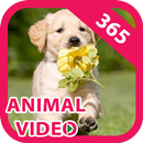 Hot Animal Video APK