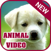 Hot Animal Clip APK