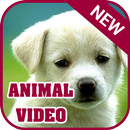 Hot Animal Clip APK