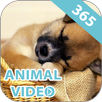 Animal Video APK