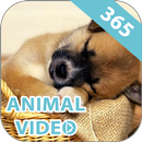 APK Animal Video