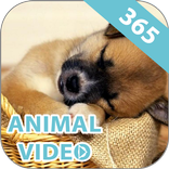 ”Animal Video