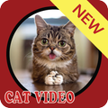 cat video collection