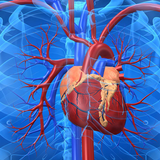 Cardiovascular System icône