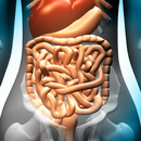 APK Gastrointestinal System