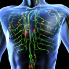 Lymphatic System ikona