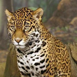 World Wide Quiz - Animals