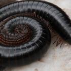 Centipedes Wallpapers in HD иконка