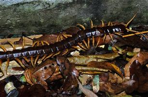 Centipedes Wallpapers in HD स्क्रीनशॉट 1