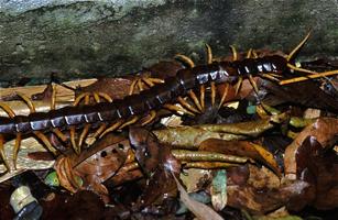 Centipedes Wallpapers in HD скриншот 1