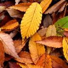 Autumn Leaves Wallpapers in HD icône