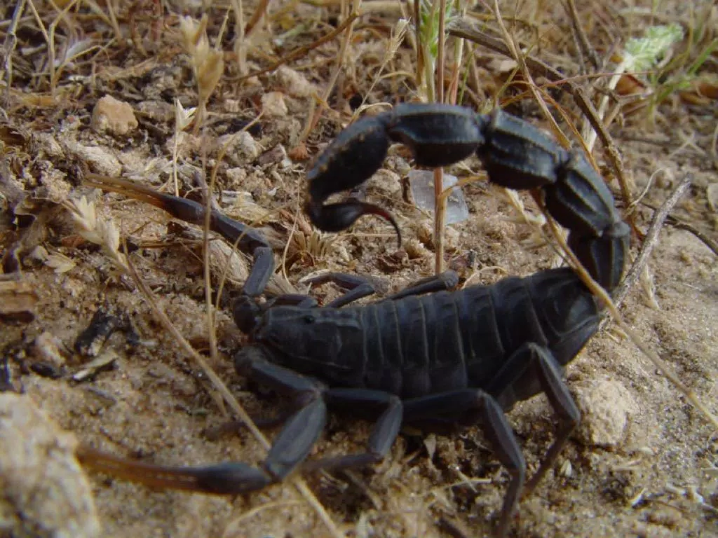 Black scorpions Wallpapers HD APK pour Android Télécharger Black scorpions Wallpapers HD APK pour Android Télécharger