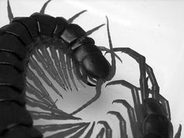 Giant centipede Wallpapers HD Affiche