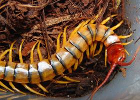 Giant centipede Wallpapers HD screenshot 1