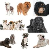 TODAS LAS RAZAS DE PERROS icon