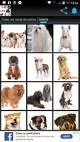 TODAS LAS RAZAS DE PERROS poster