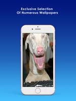 Funny Wallpapers & Background ภาพหน้าจอ 2