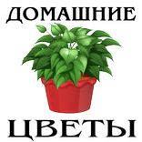 Домашние Цветы