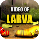 Video of Larva icône