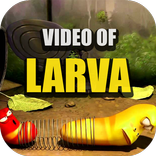 Video of Larva