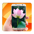 Lotus Live Wallpaper