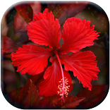 3D Hibiscus Garden LWP