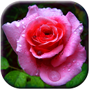 3D Rose Garden LWP APK
