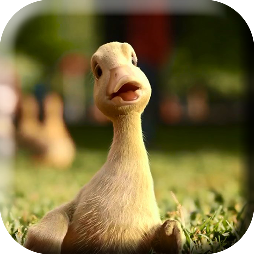 Talking Duck Live Wallpaper