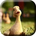 Talking Duck Live Wallpaper