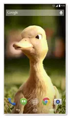 Talking Duck Live Wallpaper APK download