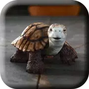 Talking Turtle Live Wallpaper
