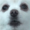 Gabe the Dog SoundBoard APK