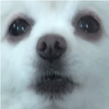 ”Gabe the Dog SoundBoard