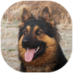 German Shepherd Wallpaper
