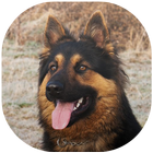 Icona German Shepherd Wallpaper