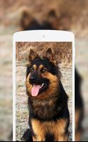 3 Schermata German Shepherd Wallpaper