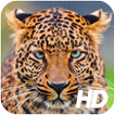 Leopard Wallpaper