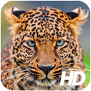 Leopard Wallpaper APK