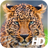 Leopard Wallpaper icon
