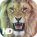 Lion Wallpaper APK