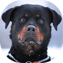 Rottweiler Wallpaper APK